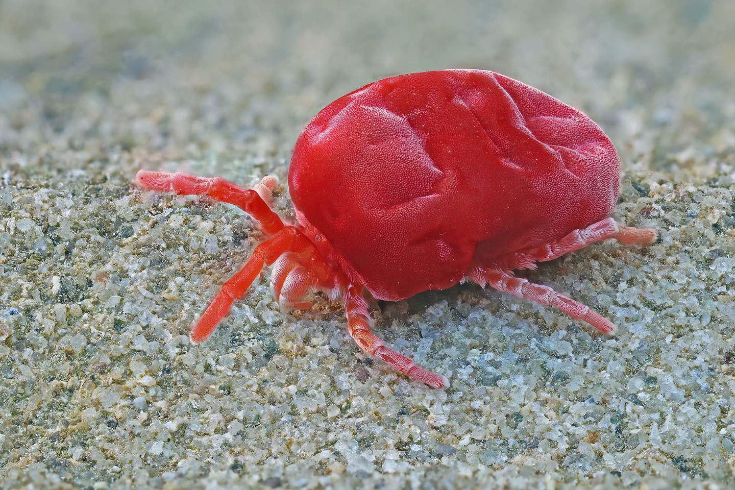 Trombidiidae? S, Trombidium sp.